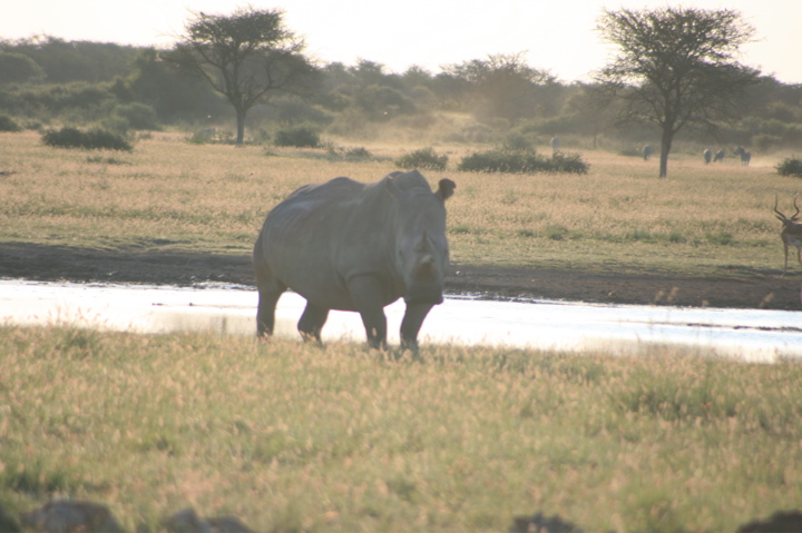 Rhino Einzeln