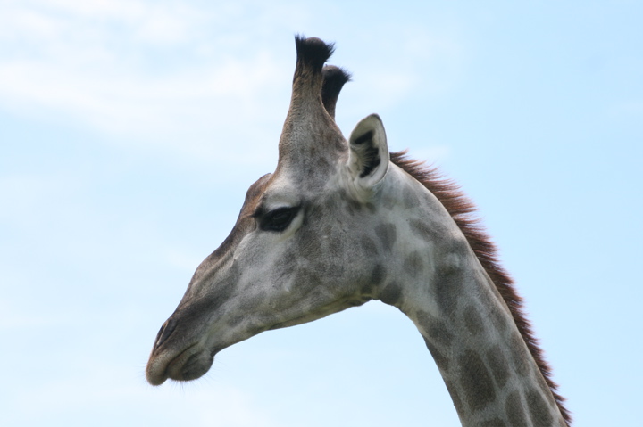 Giraffe Herab