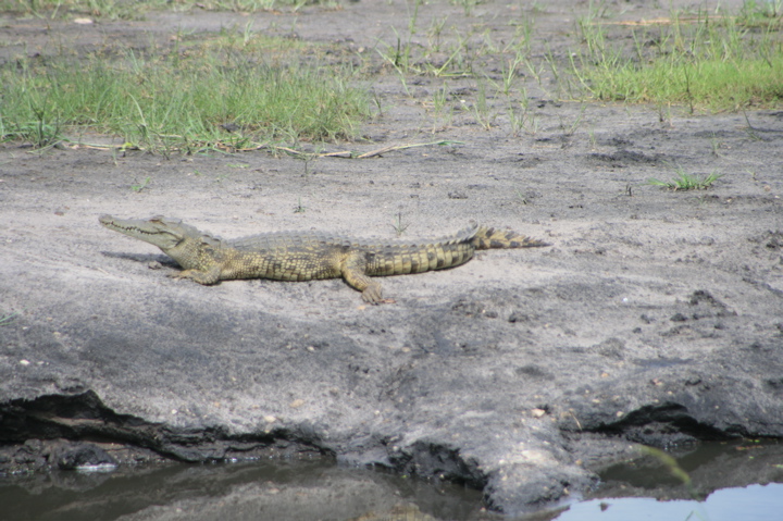 Krokodil Auf Sonnenbank