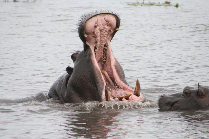 Hippo Gaehnt