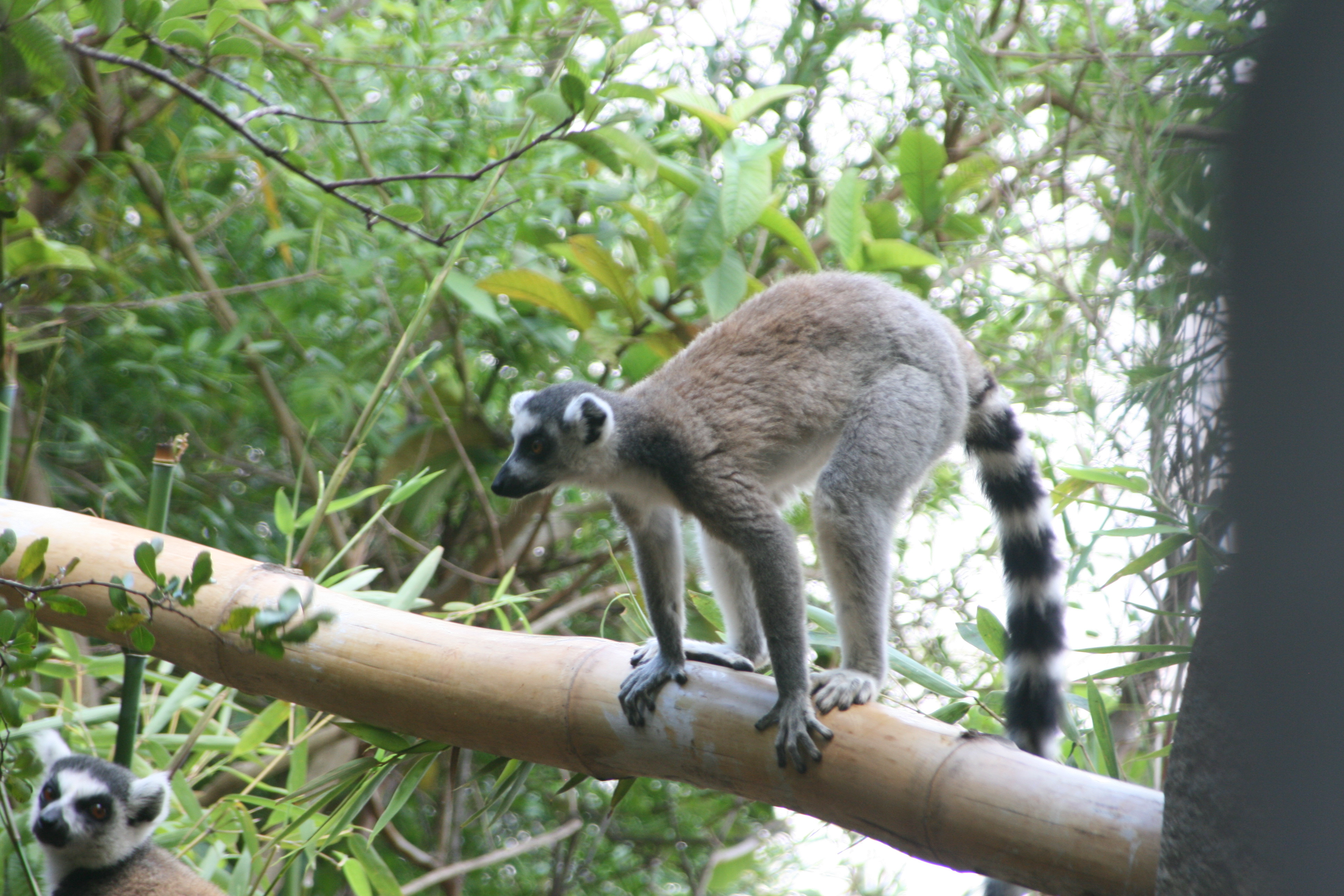 Lemur 2