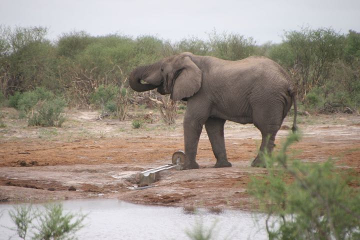 Elefant Trinkt