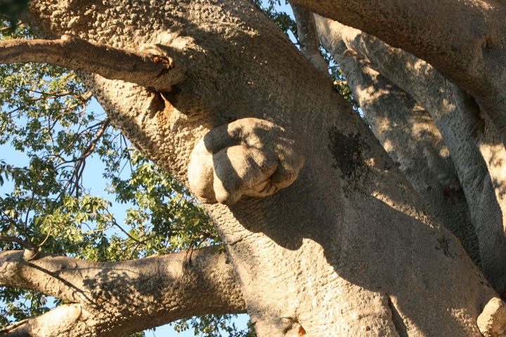 Baobab Knorrig
