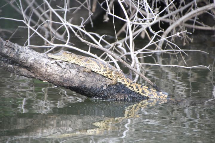 KrokodilBaum