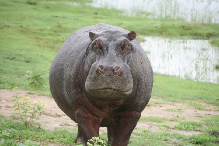 Hippo 02