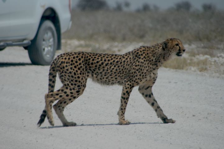 Gepard